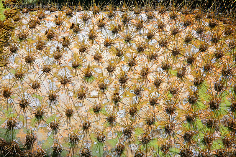 opuntia-cactus-01.jpg