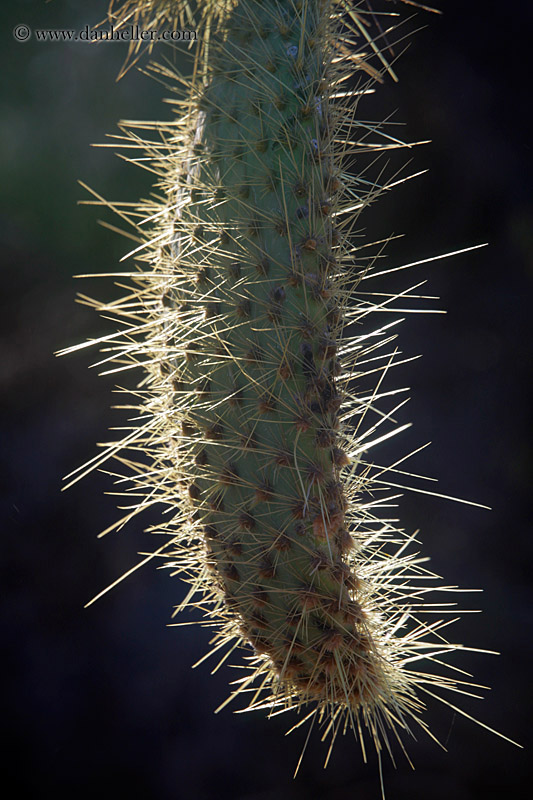 opuntia-cactus-04.jpg