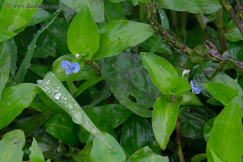 tiny-purple-flower.jpg