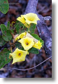 images/LatinAmerica/Ecuador/GalapagosIslands/Plants/MuyuyuCordia/muyuyu-cordia-01.jpg