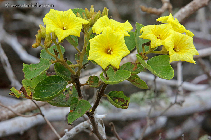 Muyuyu Cordia (2)