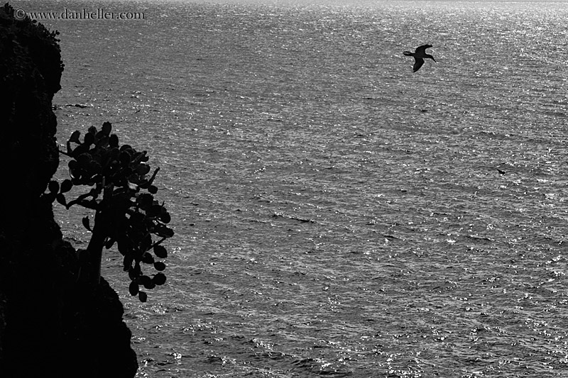 cactus-on-cliff-by-ocean-07-bw.jpg