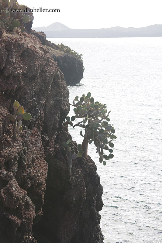 cactus-on-cliff-by-ocean-09.jpg