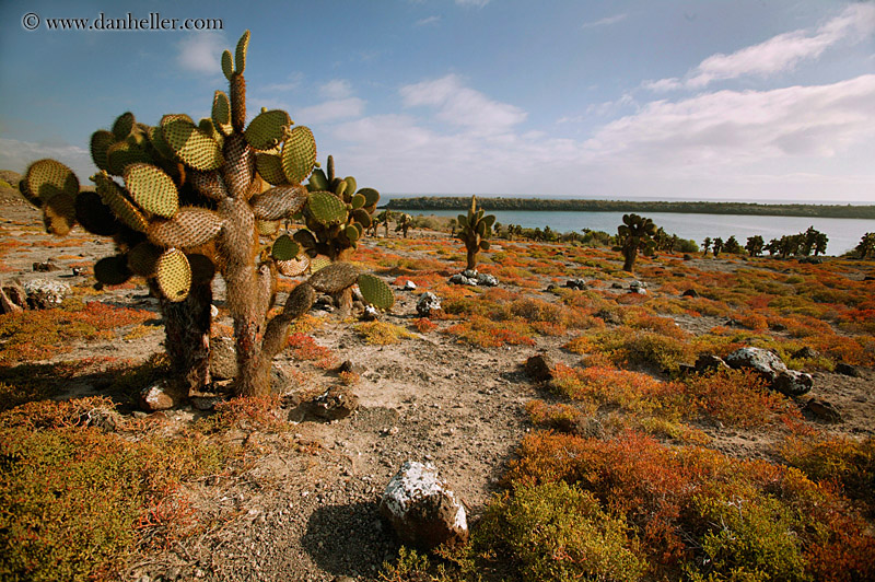 prickly-pear-2.jpg