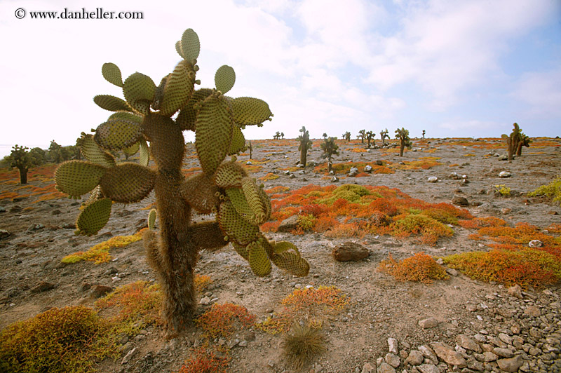 prickly-pear-3.jpg