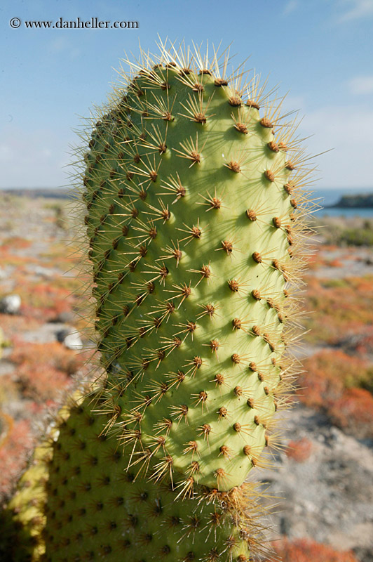 prickly-pear-4.jpg