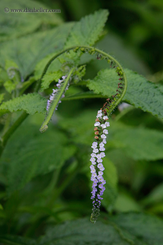 scorpion-tail-flower-01.jpg