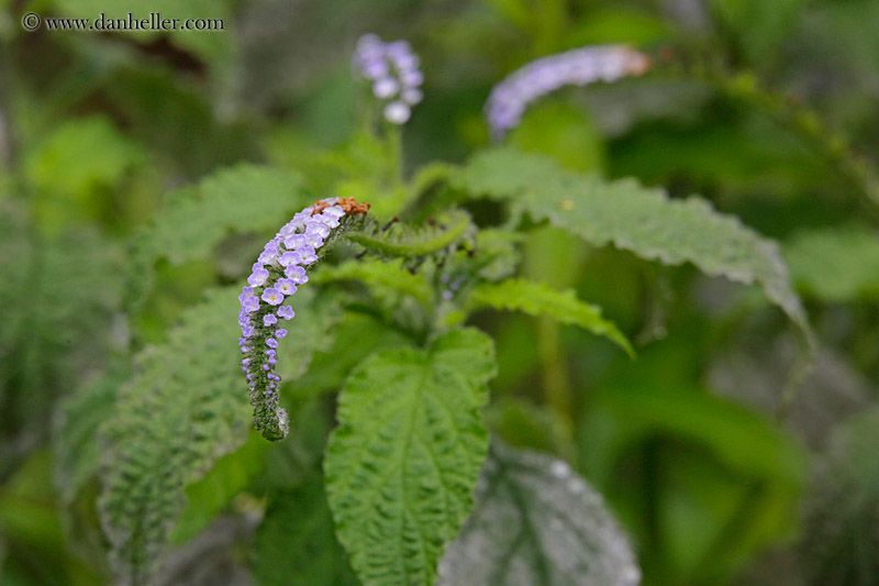 scorpion-tail-flower-03.jpg