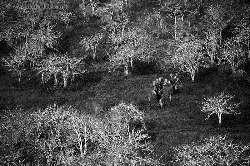 rabida-trees-02-bw.jpg