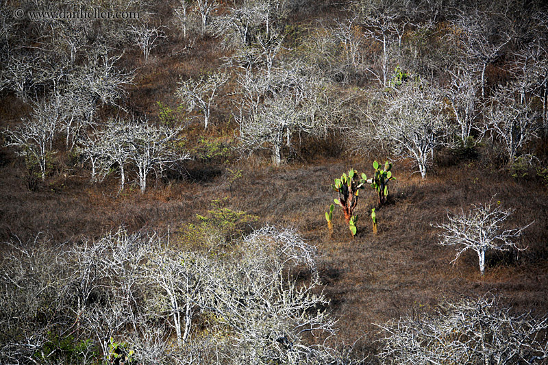 rabida-trees-03.jpg