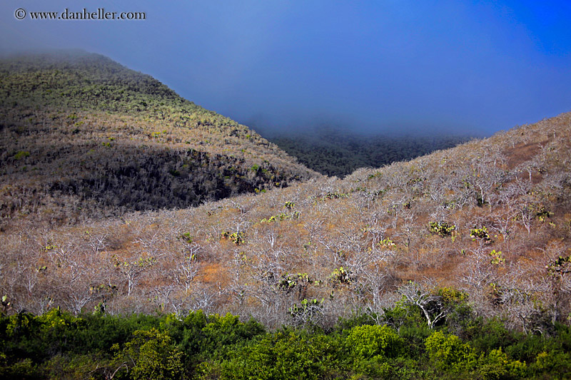 rabida-trees-04.jpg