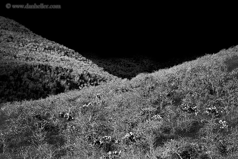 rabida-trees-04-bw.jpg