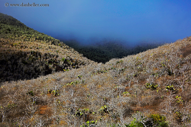 rabida-trees-05.jpg