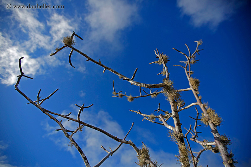 rabida-trees-10.jpg