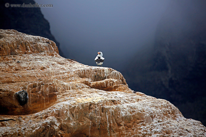 nazca-booby-on-cliff-02.jpg