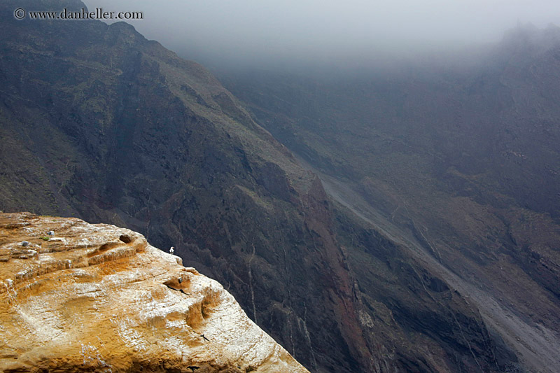 nazca-booby-on-cliff-06.jpg