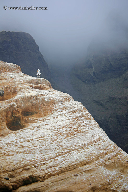 nazca-booby-on-cliff-11.jpg