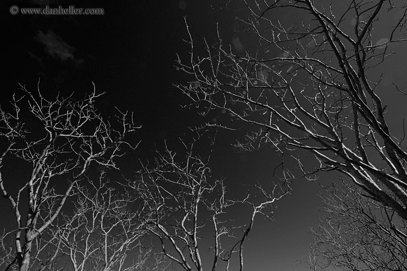 tree-branches-bw.jpg