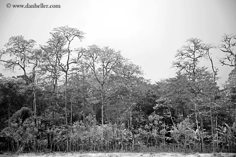 foggy-trees-bw.jpg