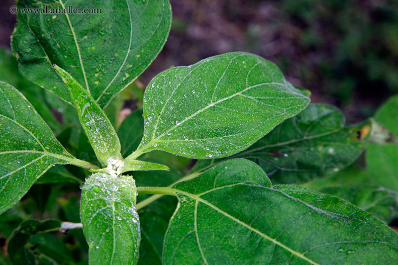 leaves-with-dew.jpg