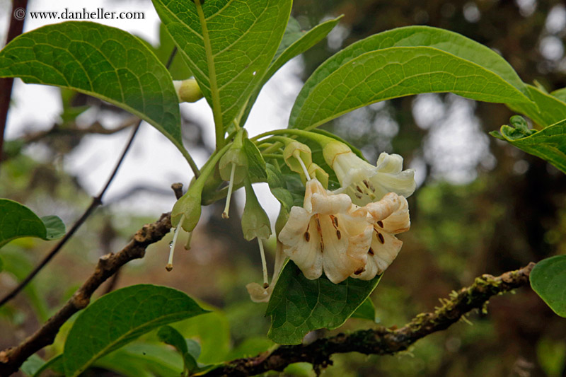 white-flowers-04.jpg