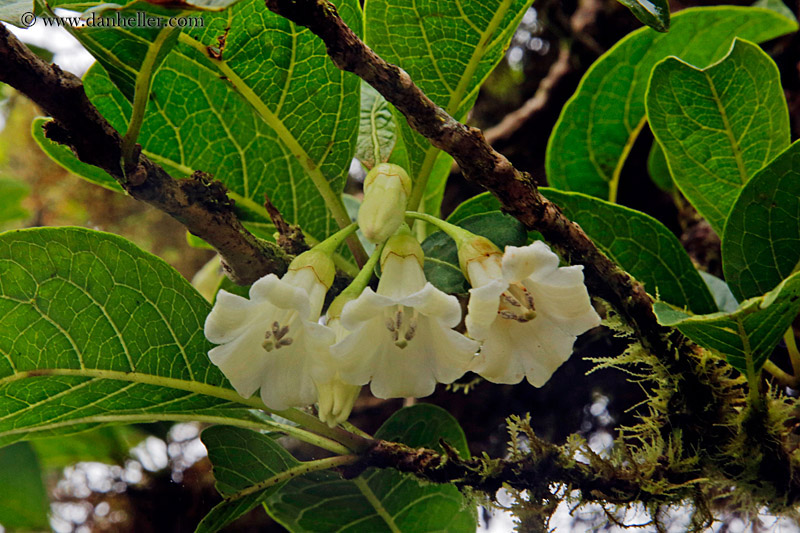 white-flowers-06.jpg