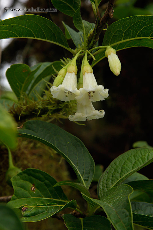 white-flowers-07.jpg