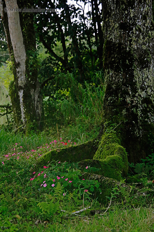 flowers-n-tree-roots.jpg