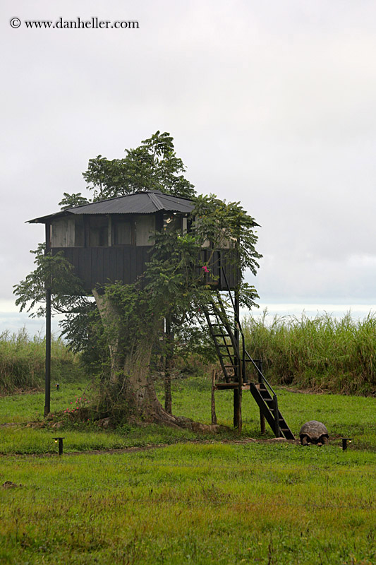 tree-cabin-02.jpg