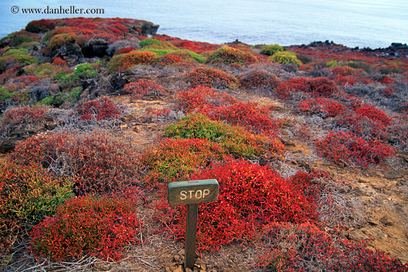 red-plants-stop.jpg