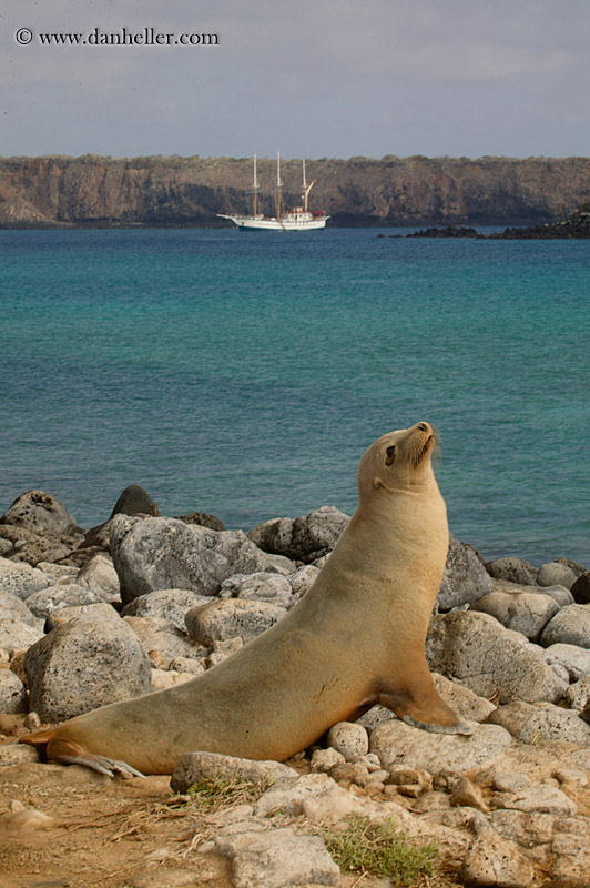 sea_lion-looking-up-04.jpg