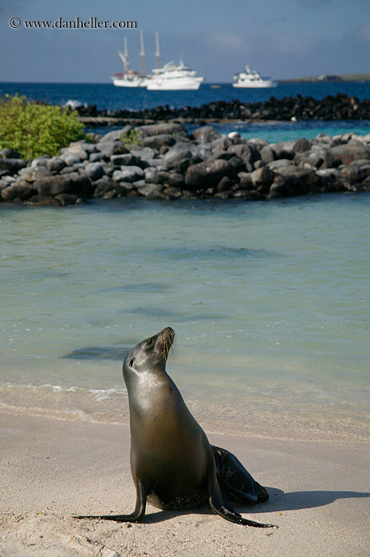 sea_lion-looking-up-05.jpg