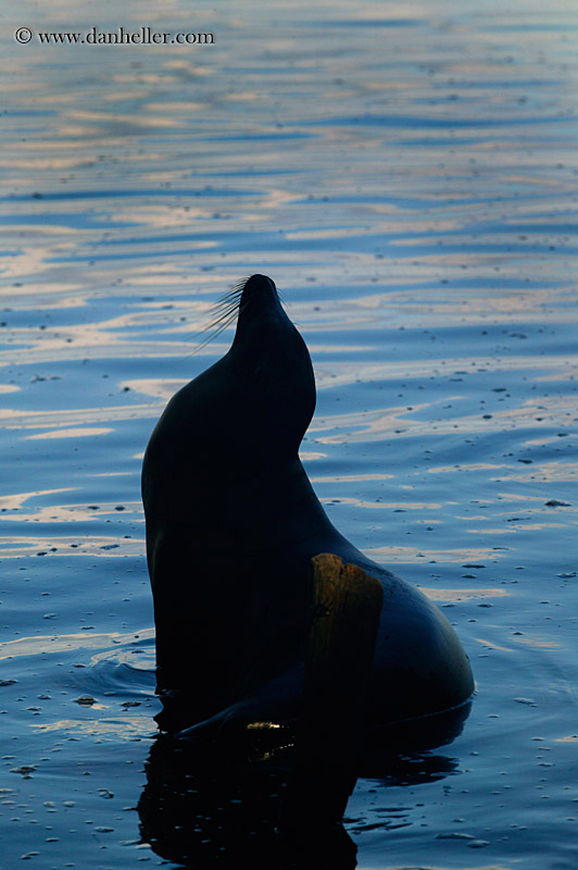 sea_lion-looking-up-07.jpg