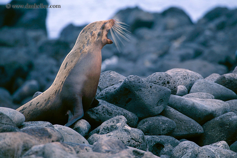 sea_lion-looking-up-08.jpg