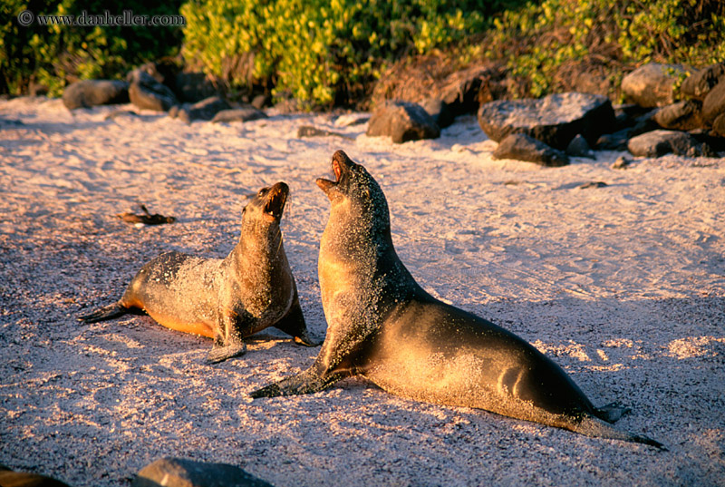 sea_lion-looking-up-09.jpg