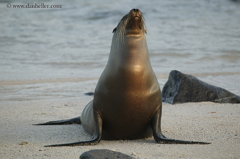 sea_lion-looking-up-10.jpg