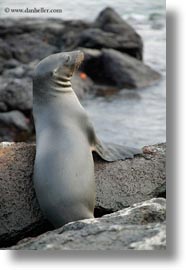 images/LatinAmerica/Ecuador/GalapagosIslands/SeaLions/Miscellaneous/sea-lion-1.jpg