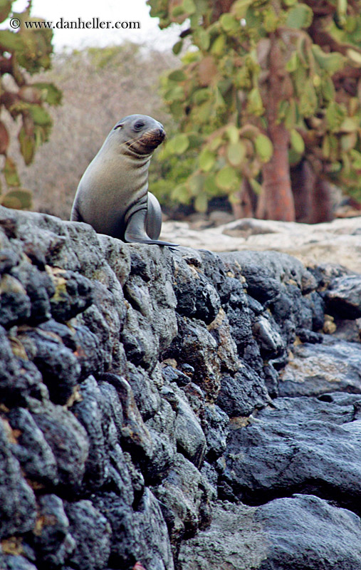 sea-lion-wall.jpg