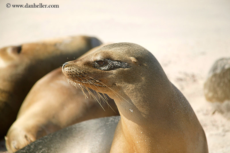 sea_lion-02.jpg