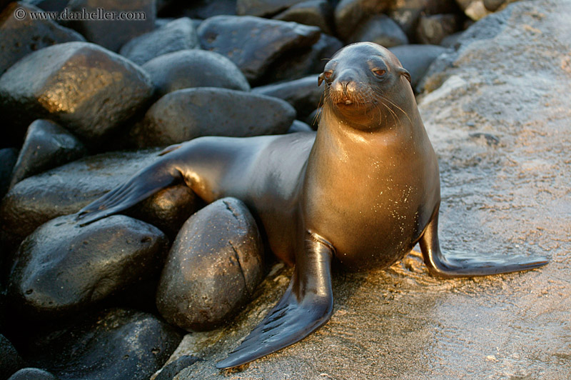 sea_lion-03.jpg