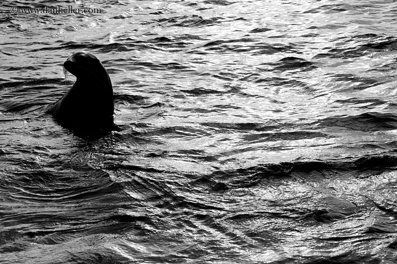 sea_lion-in-water-01-bw.jpg