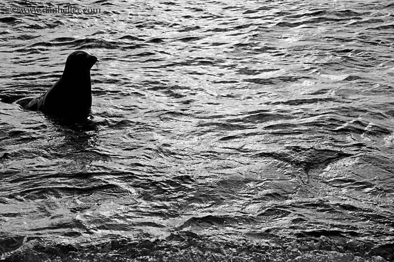 sea_lion-in-water-02-bw.jpg