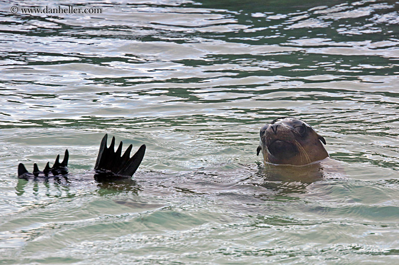 sea_lion-in-water-03.jpg