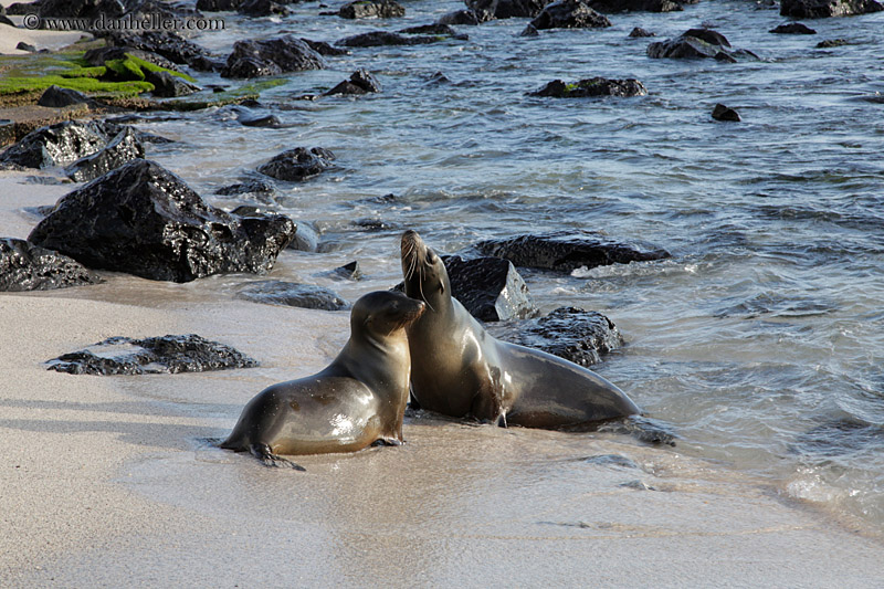 sea_lion-in-water-06.jpg