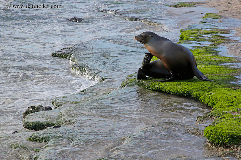 sea_lion-in-water-07.jpg