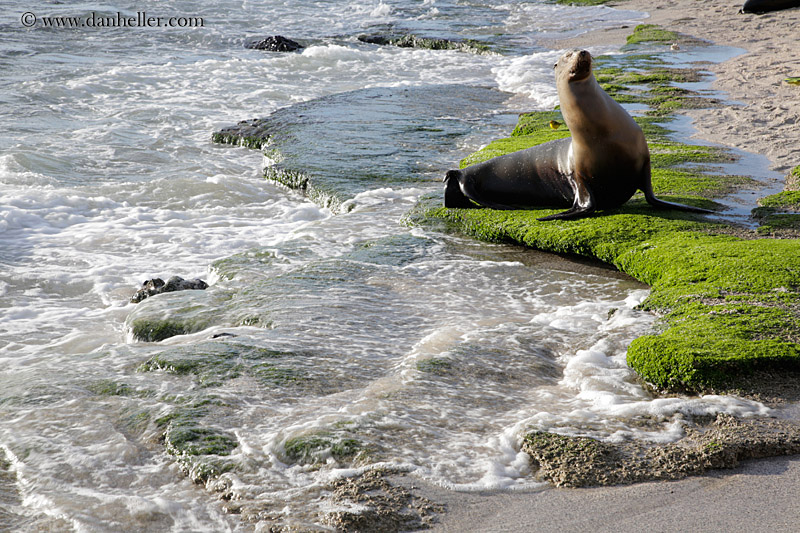 sea_lion-in-water-08.jpg