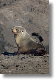 images/LatinAmerica/Ecuador/GalapagosIslands/SeaLions/SeaLionCubs/sea_lion-cub-01.jpg