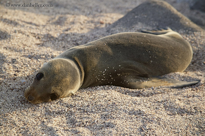 sea_lion-cub-02.jpg