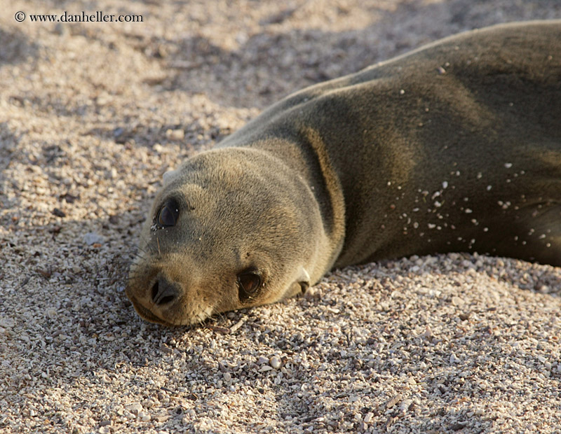 sea_lion-cub-03.jpg