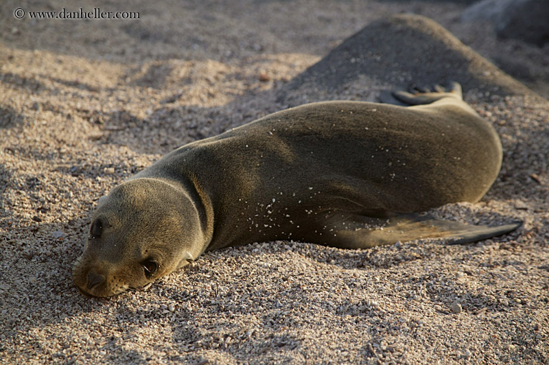 sea_lion-cub-04.jpg